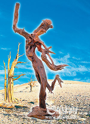 ȻƷŮ·263×134×88ʺ춹ɼľ