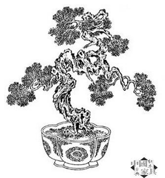 红木盆景